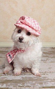 马耳他摄影照片_时尚可爱的狗狗