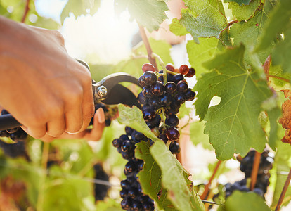 收获、黑葡萄和葡萄园农民在可持续农业产业或市场上手工切割或收获有机的多汁水果串。