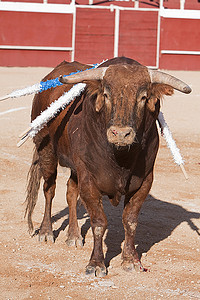 中的战斗机摄影照片_西班牙斗牛场中一头勇敢公牛的身影