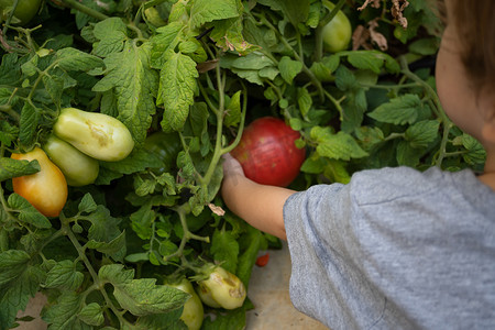 摘番茄摄影照片_男孩在花园里摘西红柿
