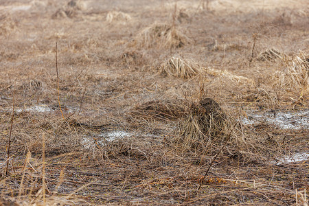积雪融化后，长长的去年干草躺在田野上。