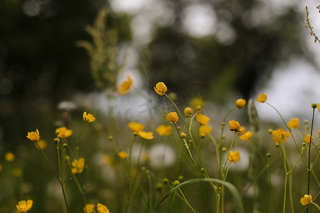 毛茛黄色花在绿草背景上的草地上。
