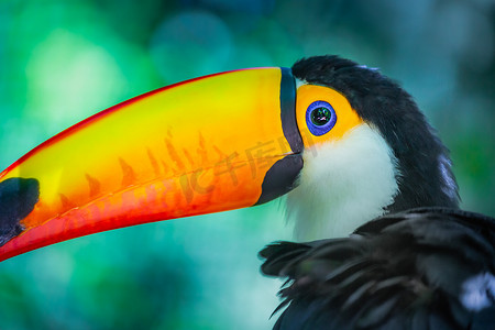 潘安湿地公园摄影照片_巴西潘塔纳尔湿地色彩缤纷的托科巨嘴鸟热带鸟