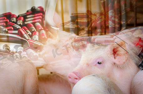 农场猪和抗生素胶囊丸以及动物疫苗针和注射器。