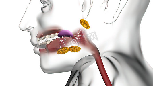 口腔设计摄影照片_口腔中的酶有助于分解食物