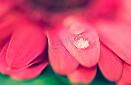 花瓣露珠摄影照片_晨露落在花瓣上。