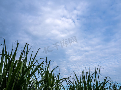风树叶风摄影照片_甘蔗叶在农场和蓝天