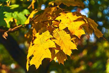 温暖的阳光下的黄色秋天橡树枝