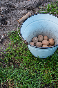 在地里种植马铃薯块茎。