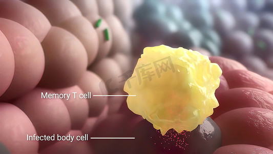 巨噬细胞摄影照片_记忆T细胞破坏受感染的细胞