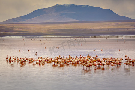 纳西达摄影照片_玻利维亚 Altiplano 的智利火烈鸟和拉古纳科罗拉达，红色泻湖