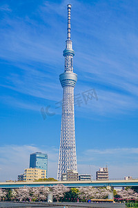 东京晴空塔和樱花