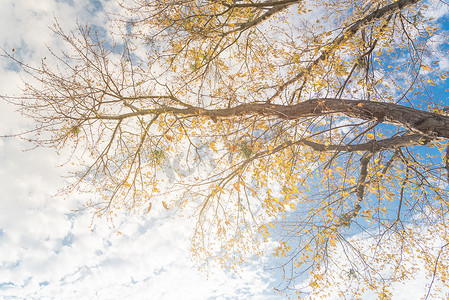 达拉斯秋季，色彩缤纷的黄枫秋叶几乎光秃秃的树