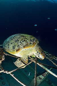 海龟在珊瑚礁水下与蓝色海洋，西巴丹，马