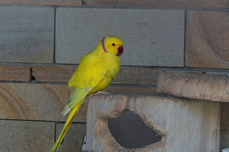 黄色鹦鹉，有红色的喙。