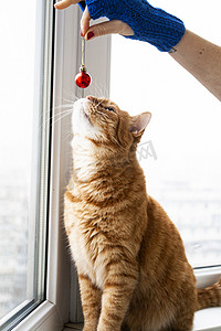 一只英俊的年轻红猫坐在窗台上，嗅着圣诞红球，他手里拿着一只蓝色手套。