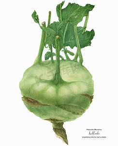 植物学插图绿色大头菜