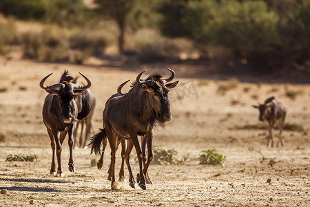 跨境黑五促销主图摄影照片_南非 Kgalagadi 跨境公园的蓝色牛羚