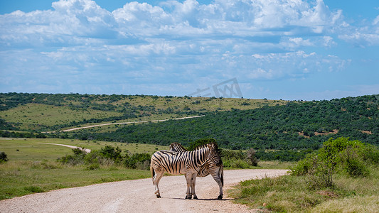 非洲的斑马，南非阿多大象公园，阿多大象公园的斑马家族，斑马家族