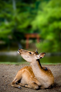 日本奈良牌坊前的梅花鹿