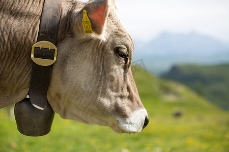 牛头外形摄影照片_从侧面看到的牛头，脖子上挂着一个大铃铛。