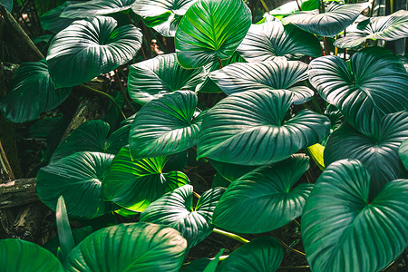 心王 Homalomena rubescens Roxb 绿叶热带植物自然背景