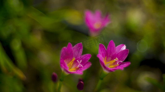 粉红色 Zephyranthes 百合的选择性焦点。粉红色雨百合春天的花朵在模糊的自然散景背景上。