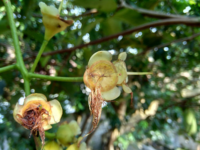 yzygium aqueum（水玫瑰苹果、水苹果、钟形果）花具有自然背景。