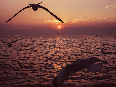 鸟类动物野生动物飞越地平线风景平静的海水海洋日落天空