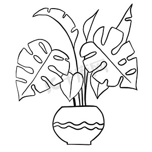 Monstera 树在黑色线条轮廓卡通风格的锅中。