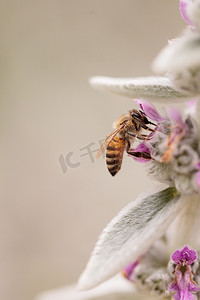 蜜蜂，Apis mellifera，采集花粉