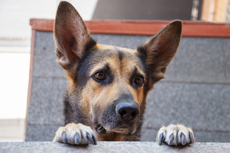 可爱的狗，长着长耳朵，用两条腿站立，目光移开，寻找或等待他的主人。