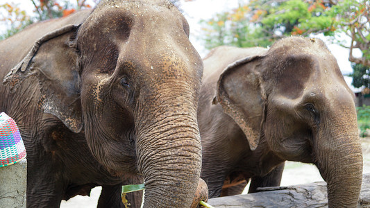 大象耳朵摄影照片_在泰国清迈省湄唐的大象护理保护区，大象以甘蔗和竹子为食时的鼻子特写。