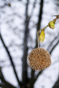 梧桐树简笔画摄影照片_梧桐树的果实是 acerfolia