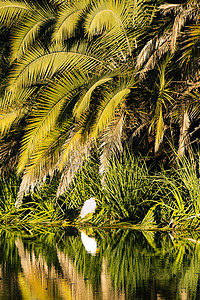 百年好合文字摄影照片_白鹳倒映在水中，岛上有绿色的棕榈树