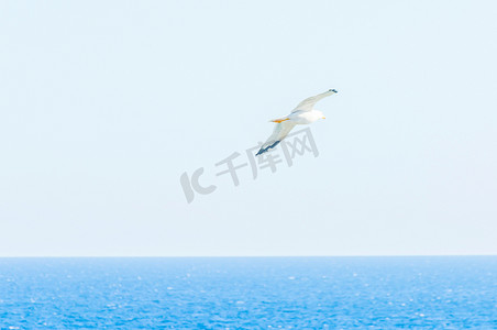 海鸥在蓝天滑翔，自由的象征，海边的比尔
