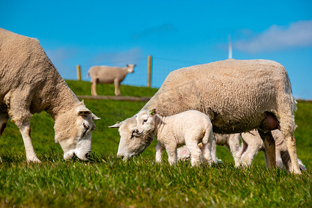 IJsselmeer 湖畔荷兰堤坝上的羔羊和绵羊，春景，绿草草地上的荷兰绵羊