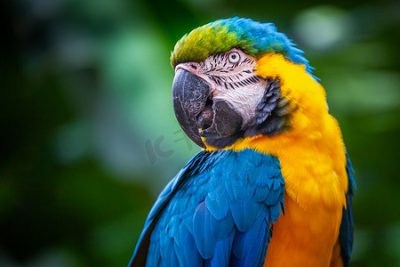 巴西潘塔纳尔湿地的黄色和蓝色金刚鹦鹉