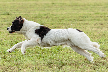 Landseer 狗在田野上奔跑和追逐诱饵