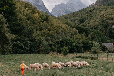 可爱的小男孩带着羊在农场、最好的朋友、男孩和小羊，背景是草地上的绿树、豆荚和孩子。