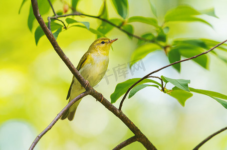 树枝状水系摄影照片_春鸟坐在森林的树枝上