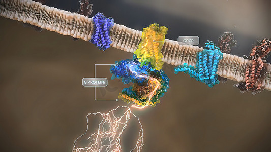 基因蛋白摄影照片_G 蛋白偶联受体 (GPCR) 是真核生物中最大和最多样化的膜受体组。