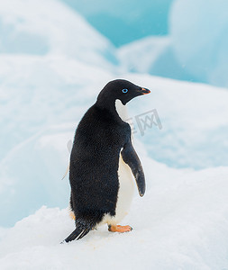 企鹅卖萌摄影照片_阿德利企鹅只是冰山一角