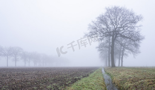 荷兰乌得勒支附近冬季风景迷蒙的田野中光秃秃的橡树的剪影