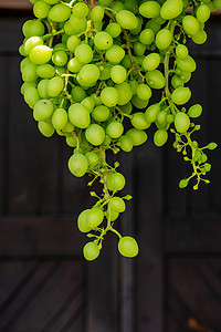 酿酒葡萄的果实以酒窖门为背景