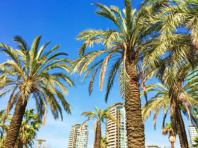 巴塞罗那夏季海滩上的棕榈树、自然和旅行