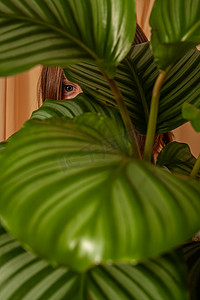 亚热带植物摄影照片_女人透过热带植物 Calathea orbifolia 的叶子观察。