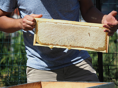 养蜂大师从蜂群的蜂箱中取出装有蜂蜜的框架。