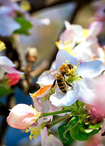 一只蜜蜂正在努力从苹果树花上采集花蜜和花粉。