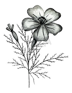 黑白手绘万寿菊花组成。